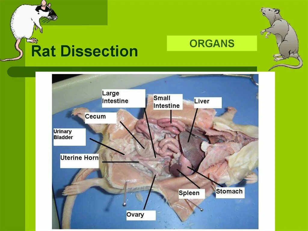 Rat Anatomy Diagram