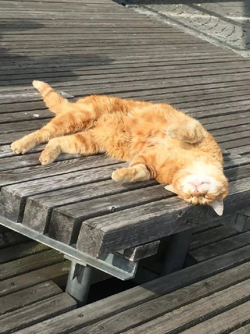 Расслабленная кошка. Котик на солнышке. Рыжий кот лежит. Лежачий кот. Кот на солнце.