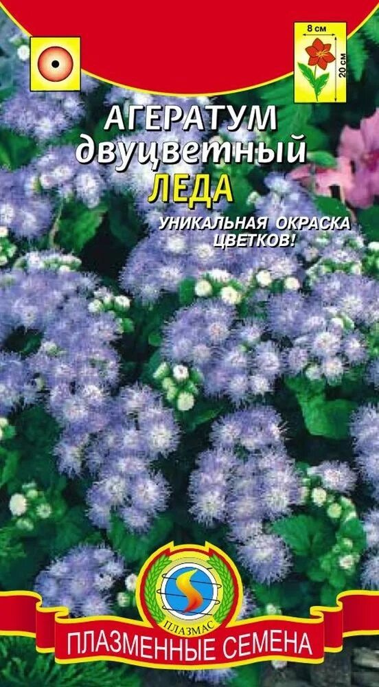 Цветок агератум семена. Агератум Леда. Агератум однолетник. Однолетние цветы агератум. Агератум семена купить