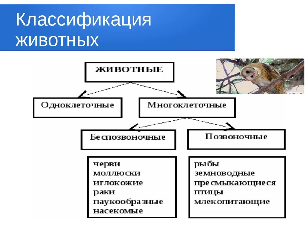 Систематика царство животные схема. Схема классификации животных 7 класс. Классификация царства животных 5 класс биология. Классификация животных 5 класс биология. Человек как представитель царства животных реализует