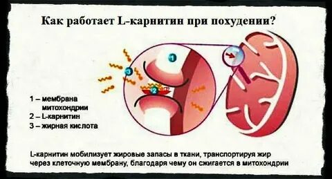 Действие карнитина