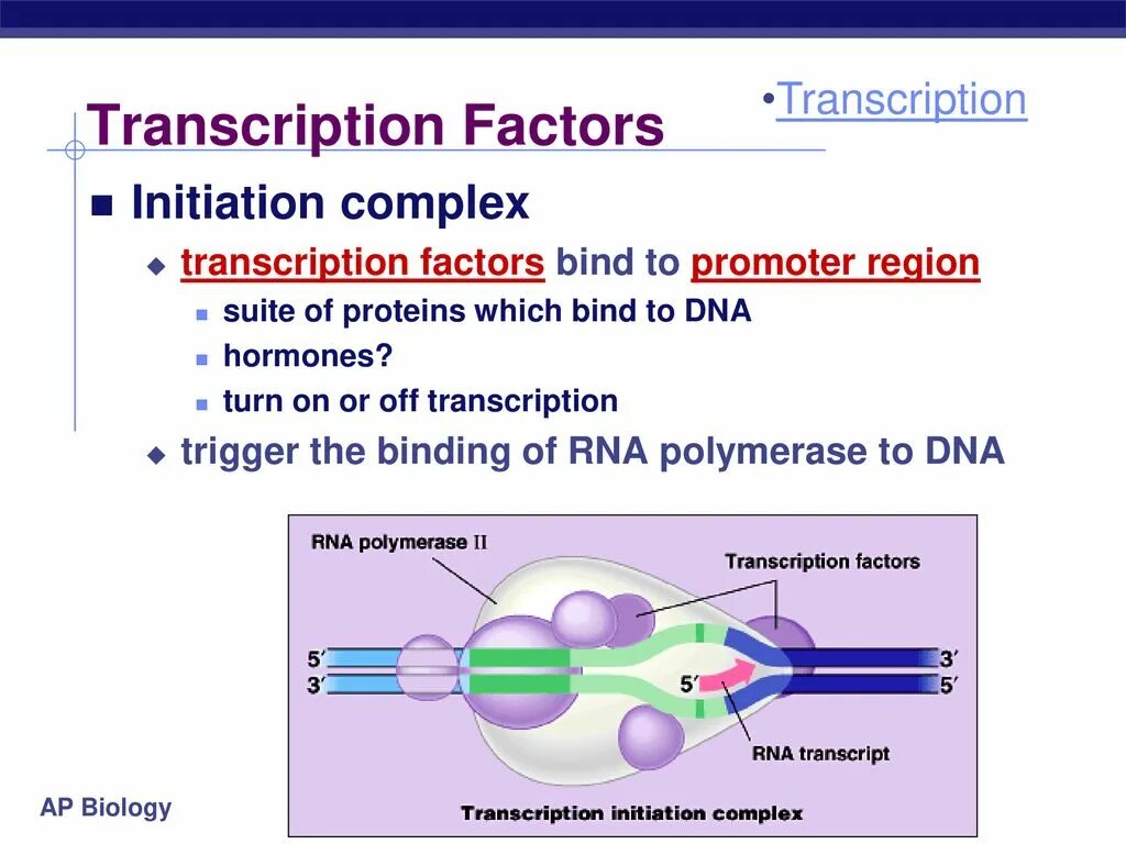 Transcription Factors. Факторы транскрипции. Transcription Factors классификация. Transcription in Biology. Take off транскрипция