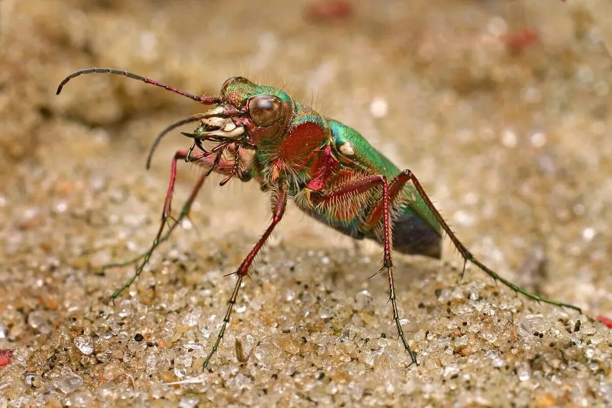 Жук скакун полевой. Cicindela Campestris. Австралийский Жук скакун. Жук скакун полевой зеленый.