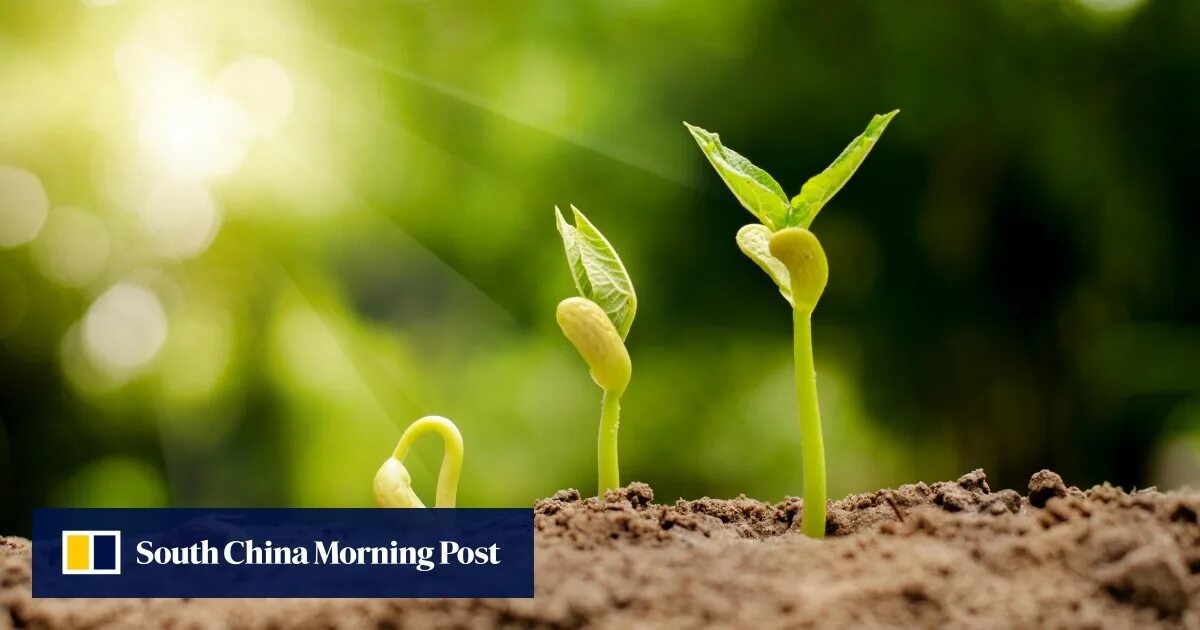 Сансевиерия ханни цветок. Plant wide. Сансевиерия винтергрин. Росточек растения. Сансевиерия комнатное растение.