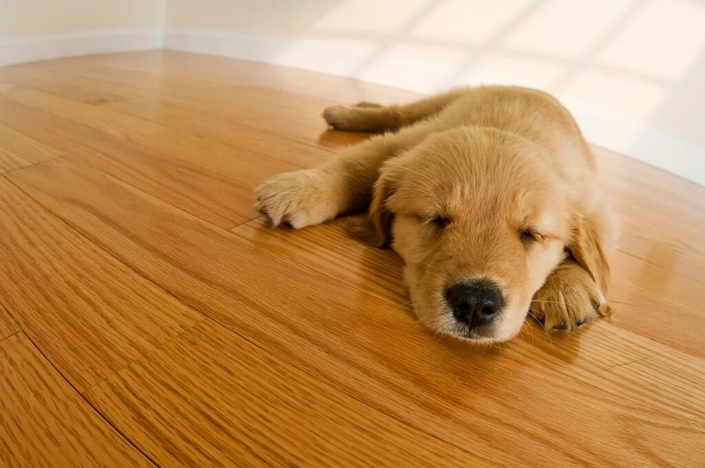 Собака сидит на деревянном полу. Лапки на пол. Щенок лежит на деревянном полу. Животное на паркете фото. Пол лапки