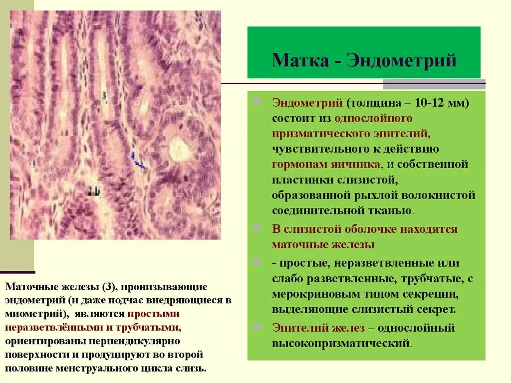 Изменение эндометрия матки. Слои слизистой оболочки матки. Слизистая оболочка эндометрия. Структурные изменения эндометрия что это. Эндометрий выстлан эпителием.