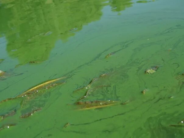 Blue green algae. Лотосовые поля астрахань. Цветет ли озеро. Лотос орехоносный цветение. Цветение водорослей в анапе.