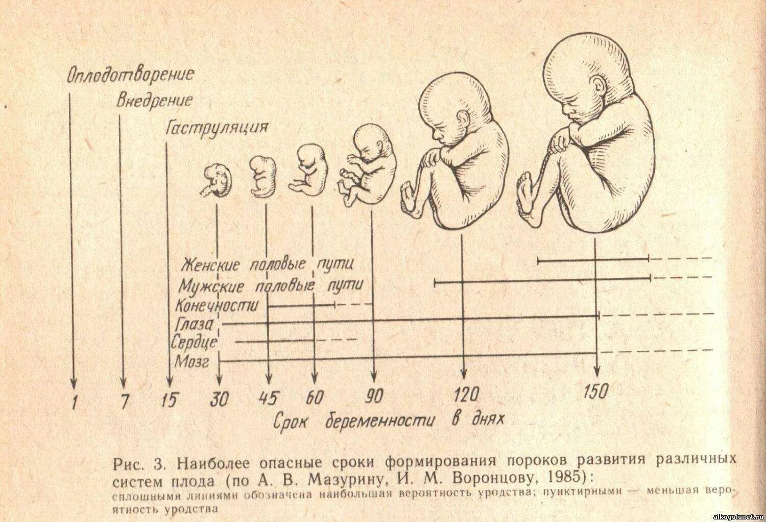 Акушерские и эмбриональные недели. Формирование органов у плода по неделям таблица беременности. Этапы развития человеческого плода таблица. Стадии внутриутробного развития схема. Схема периодов внутриутробного развития плода.