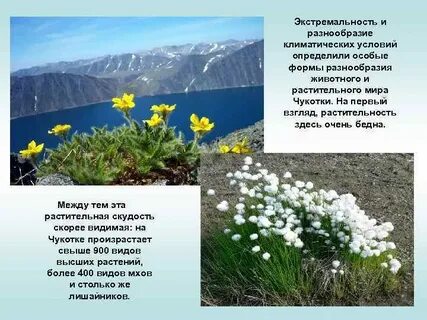 Что означает чукотка в переводе на русский