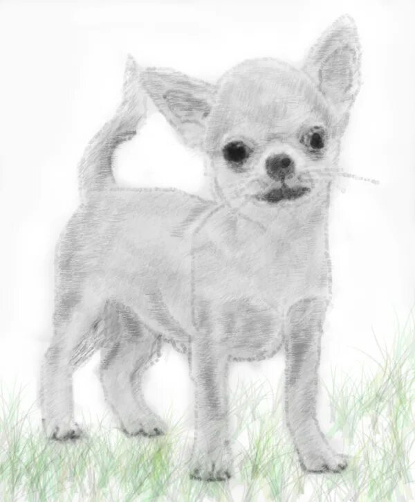 как нарисовать чихуахуа легко. как нарисовать чихуахуа легко. как нарисовать чихуахуа легко. мультяшная чихуахуа. собака лимон пришвин.