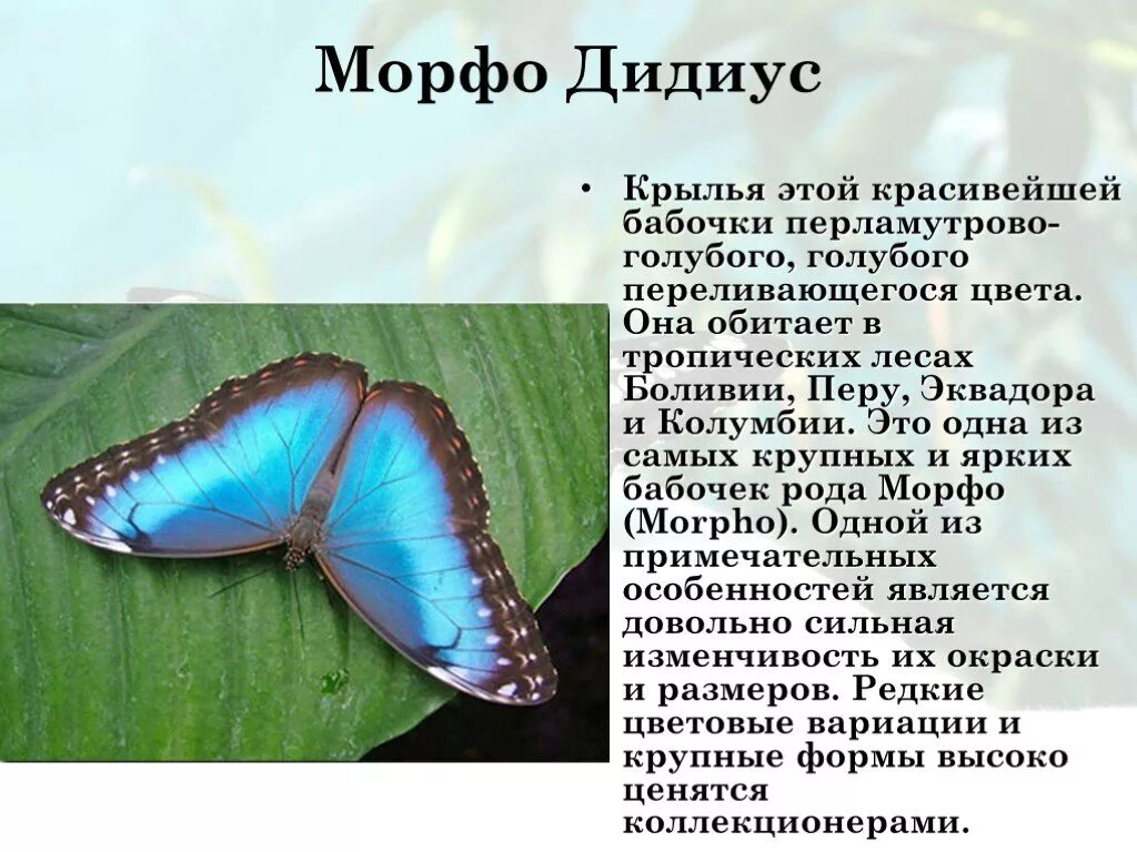 Интересные факты о бабочках. Бабочки презентация для детей. Научный доклад про бабочек. Бабочка морфо дидиус. Доклад о бабочках.