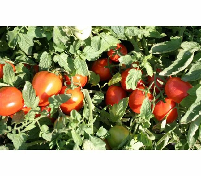 Томат агрессор f1 elite seeds. Сорт помидоров агрессор. Томат агрессор. Сорт помидоров агрессор. Томат агрессор.