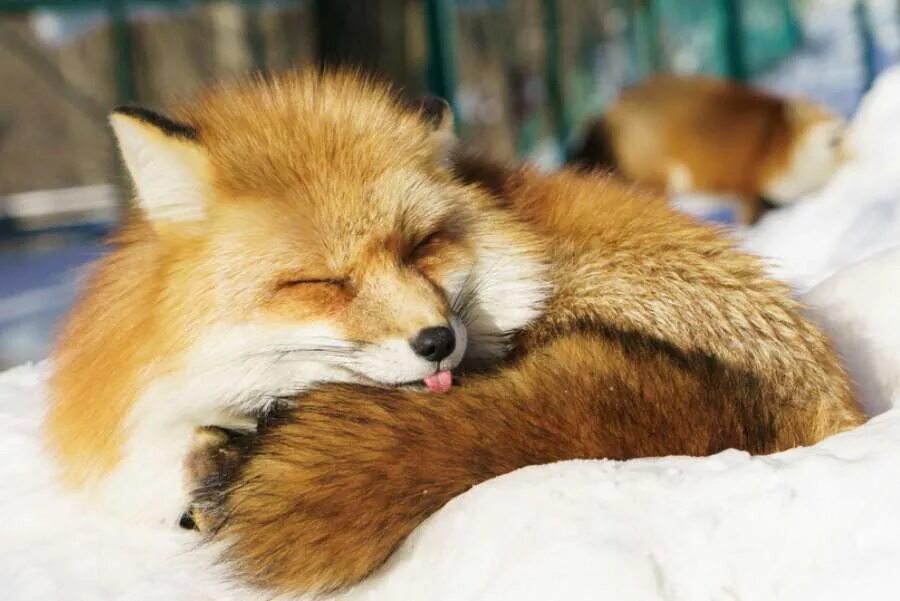 Фото милой лисички. Смешные лисы. Милые лисята. Джунипер фокс. Милый лисенок.