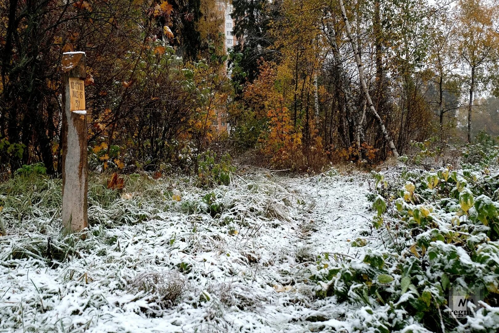 Первый снег. Ноябрь природа. Ноябрь в Подмосковье. Ноябрь первый снег. Наступила зима и выпал первый снег