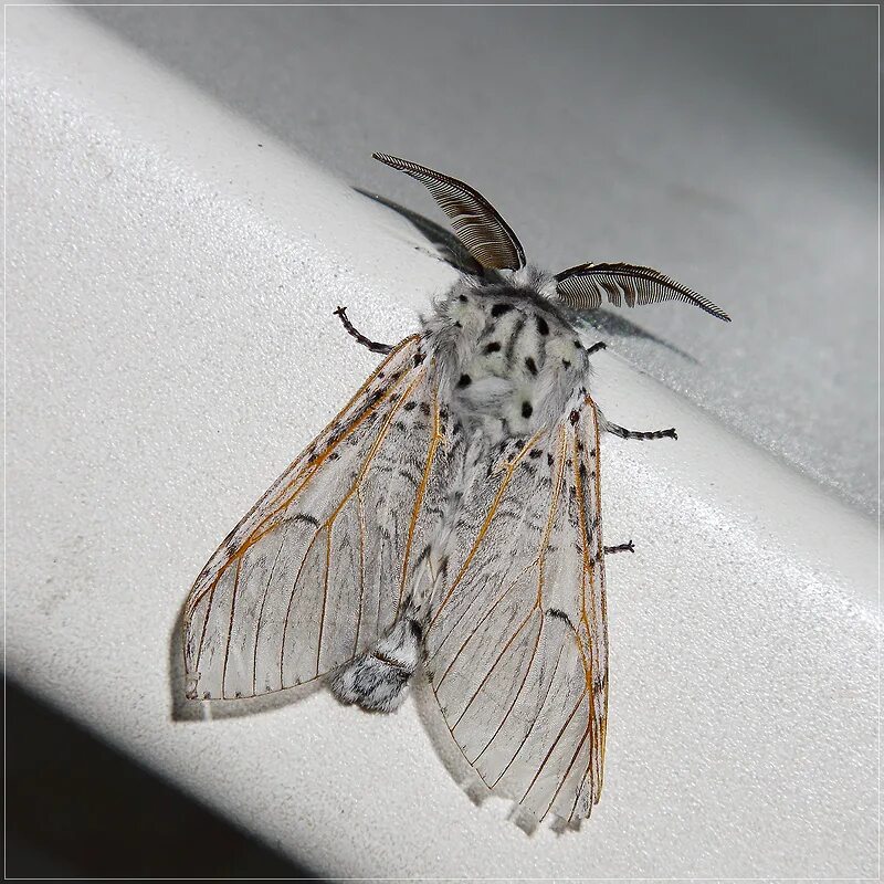 чешуекрылые моль. ночная бабочка огневка. бражник сосновый sphinx pinastri. тутовый шелкопряд кокон. ночная бабочка бражник.