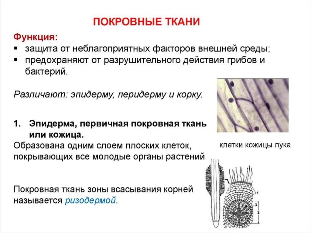 Покровная ткань кожица проводящая ткань впр. Покровная ткань строение и функции. Эпидерма ризодерма перидерма. Структура и функции покровных тканей растения. Первичная покровная ткань эпидерма кожица.