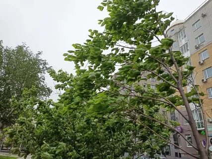 15 июня тюмень