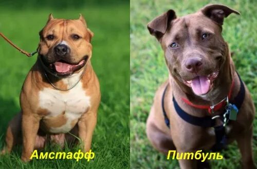 Питбуль и стаффорд. Питбуль стафф отличия amstaff. амстафф и питбуль отличия. стафф и амстафф разница. питбультерьер и стаффордширский терьер отличия.