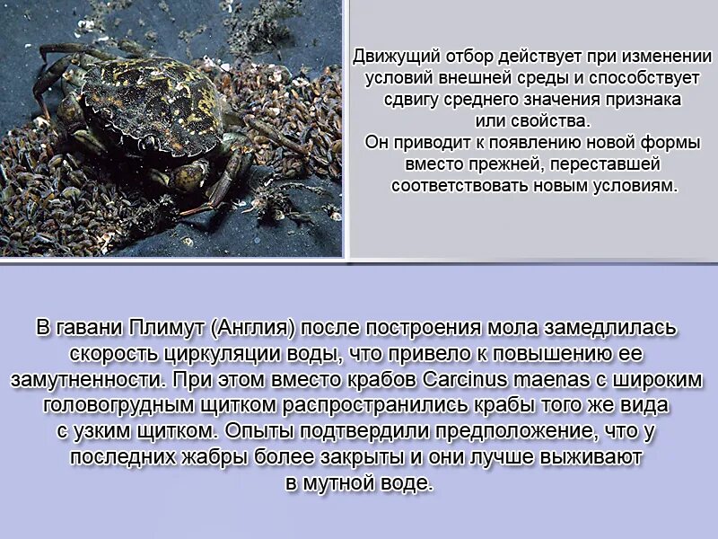 Результатом движущего отбора является. Движущие ообор примеры. движущий отбор примеры. движущий отбор примеры животных. движущая форма естественного отбора примеры.