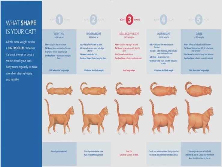 Фазы роста котят. Рост кошки. этапы роста кошки. этапы роста кошки по месяцам. вторая фаза роста у котят.