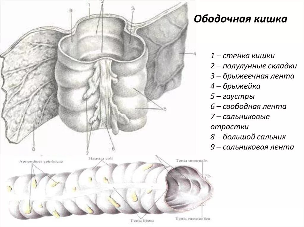 Складки слизистой продольно. Сальниковые отростки толстой кишки. Брыжеечная лента ободочной кишки анатомия. Полулунные складки ободочной кишки. Сальникове отростки толстой кишки.