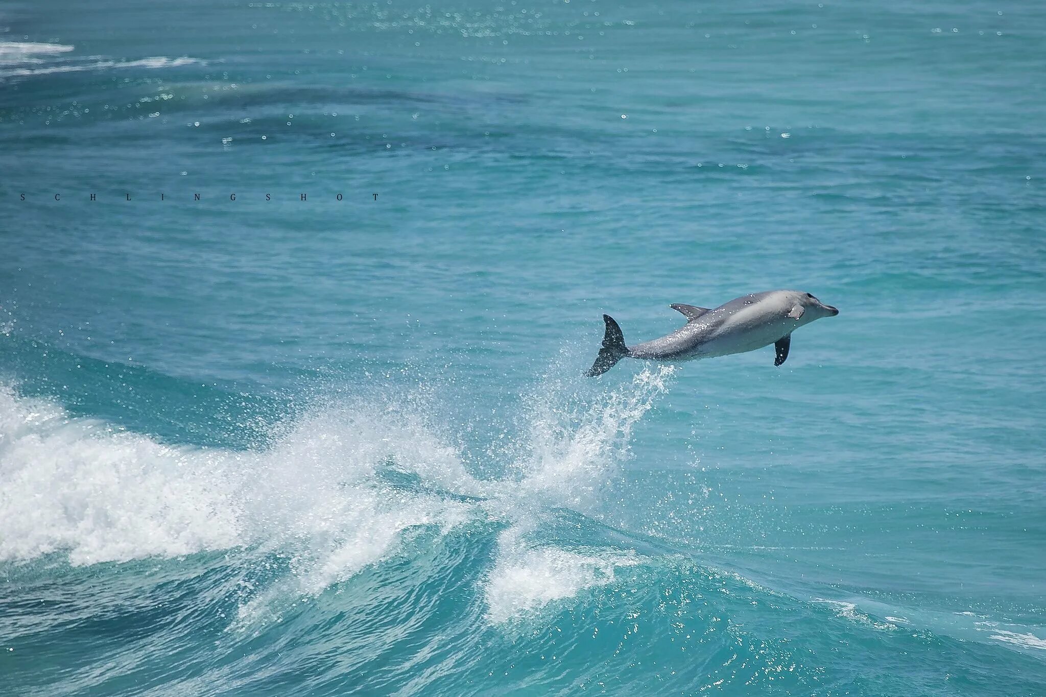 Слушать океан дельфин. Дельфины. Дельфины в море. Дельфин в море. Красота моря дельфины.