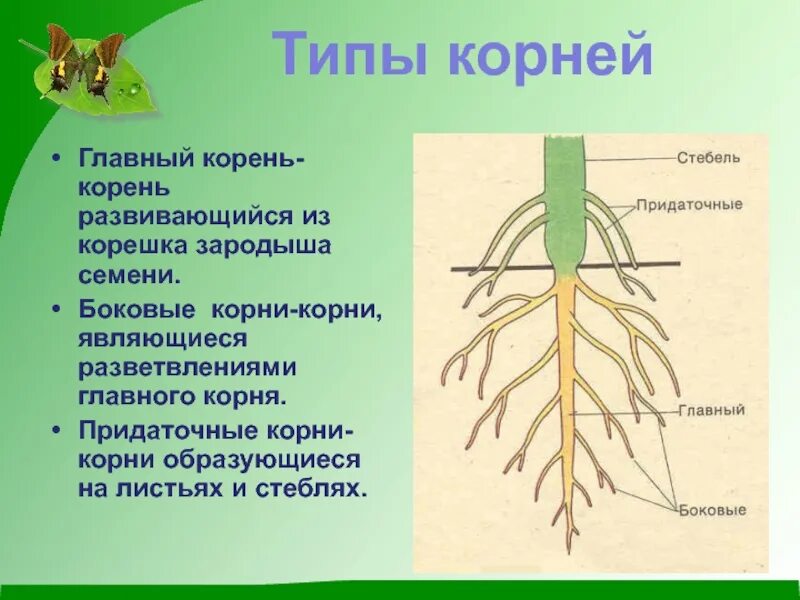 Значение корня биология 6