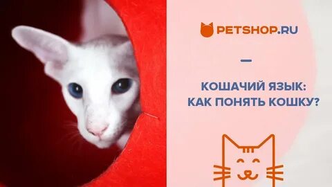 Разговаривать с кошкой переводчик