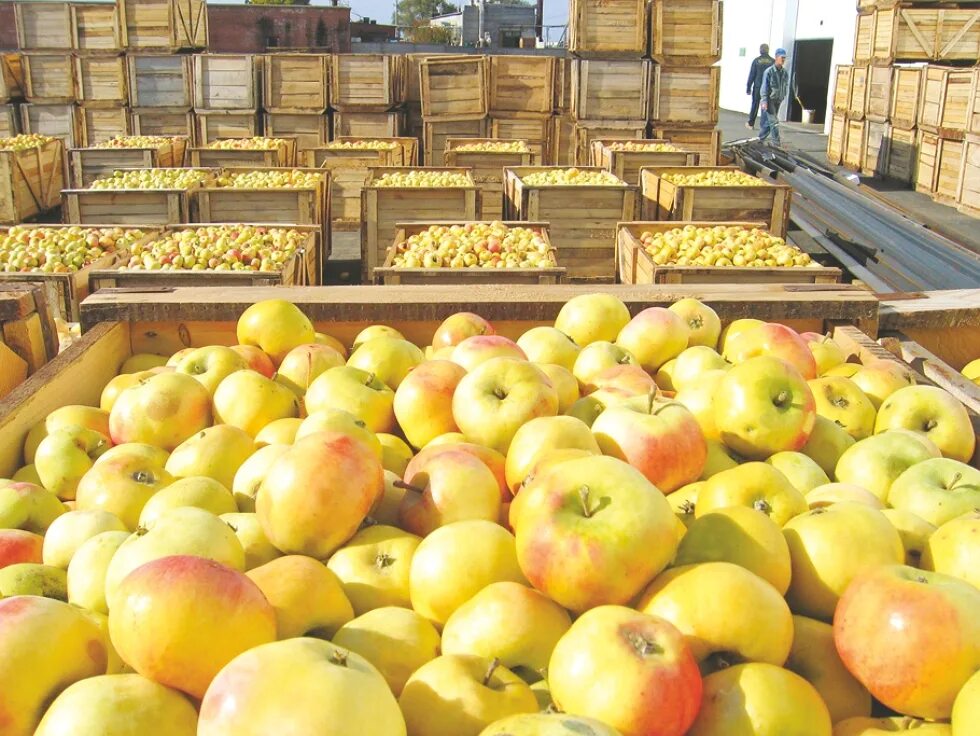 Соковую продукцию из фруктов и овощей
