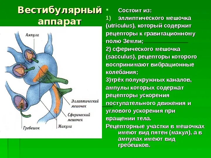 Вестибулярный аппарат образован. Строение вестибулярного аппарата человека. Вестибулярный аппарат состоит из. Мешочки вестибулярного аппарата. Сферический мешочек.