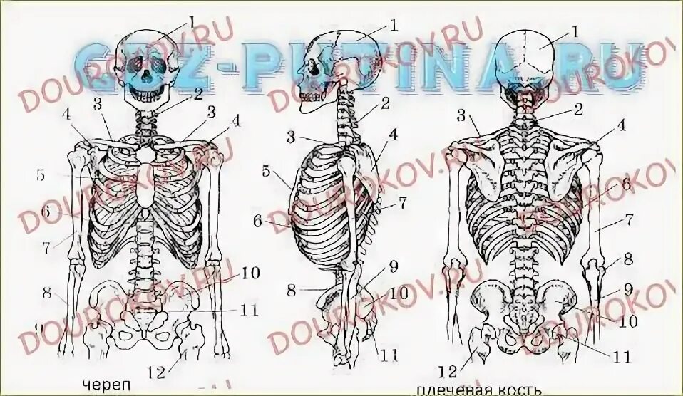 28 29 31 32 34. Джинсы wrangler w31 l32 размерная сетка. Мужские брюки w34 l34 русский размер. Kb36 zuiko. 28 29 31 32 34.