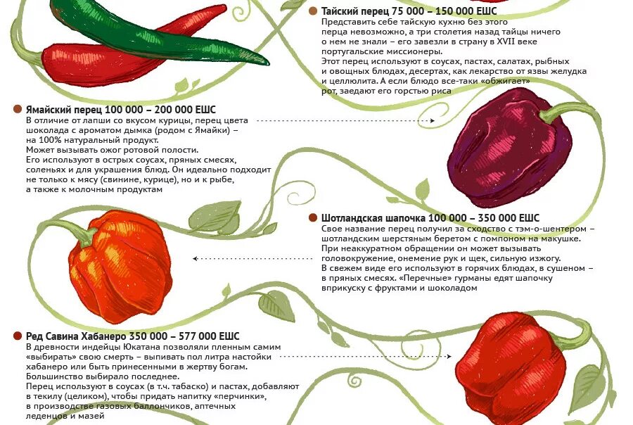 Классификация болгарского перца. Классификация сортотипов сладкого перца. Строение болгарского перца схема. Жгучий перец шкала жгучести. Со скольки можно перец