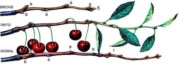 почки на побеге вишни рисунок