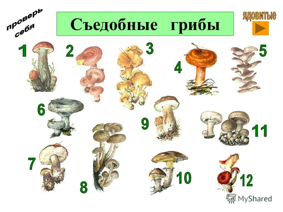 типы грибов. гриб съедобный цифра. съедобные грибы на белом фоне. царство грибов съедобные и несъедобные. царство грибов название.