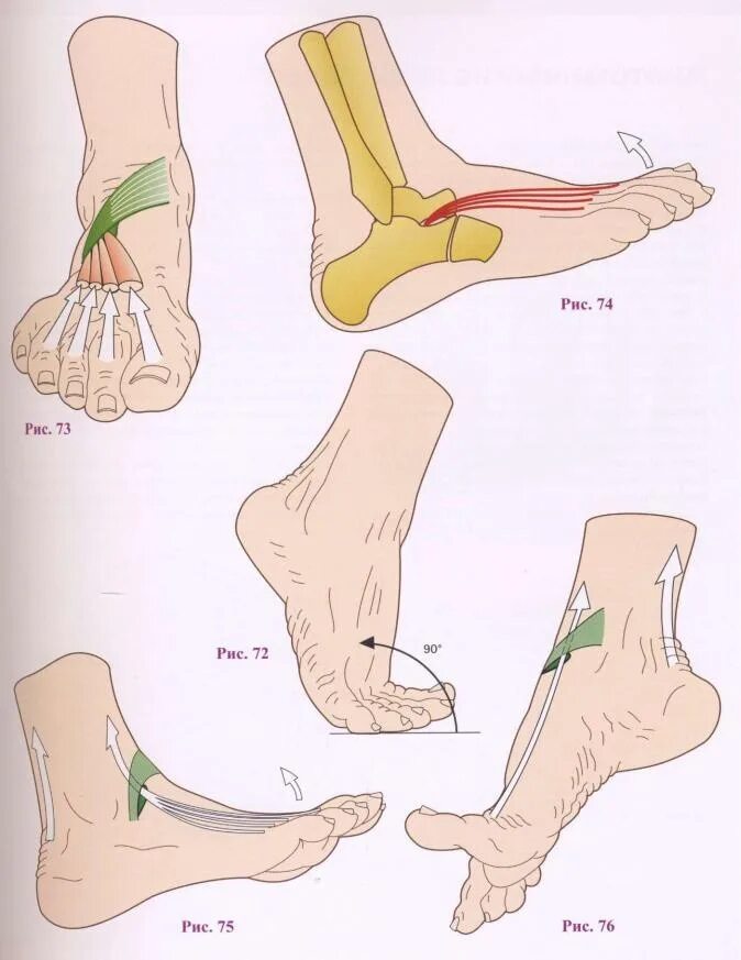 Голеностопный сустав пальцы. Движения в голеностопном суставе. Голеностопный сустав конечности. Стопа и голеностопный сустав. Сгибание ноги в голеностопном суставе.