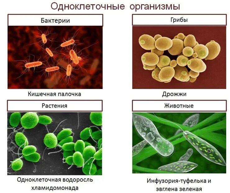 Почему бактерии вирусы одноклеточные водоросли. Одноклеточные микроорганизмы. Одноклеточное ьактерии. Одноклеточные микробы. Одноклеточные грибы.