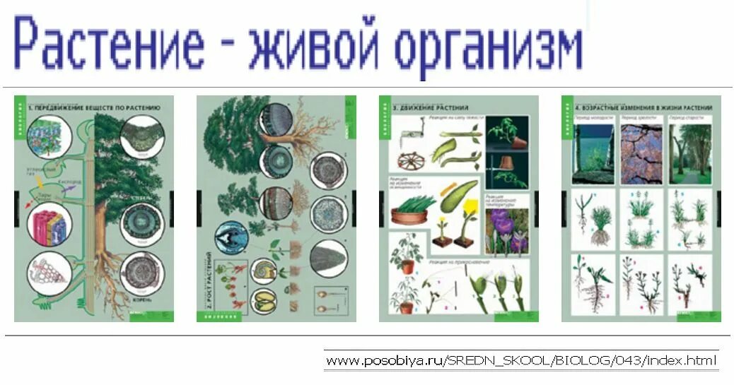 Жизнь растений том 3. Таблицы растение – живой организм 4 таблицы. Рост растений наглядность. Живые организмы плакат. Растение живой организм.