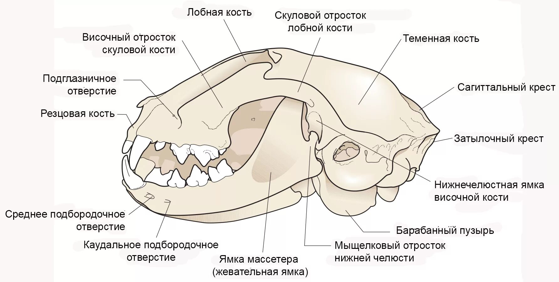 Отдел скелета челюсти