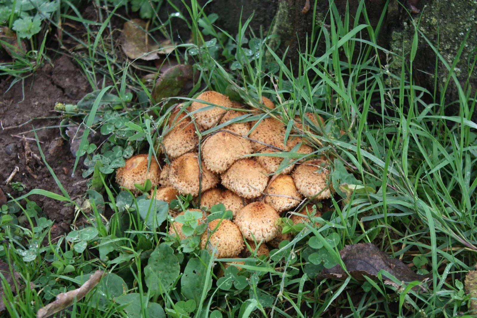 Трюфель микориза. Корень гриба. Кедр на садовом участке. Микоризные грибы фото. Когда растут грибы в лесу
