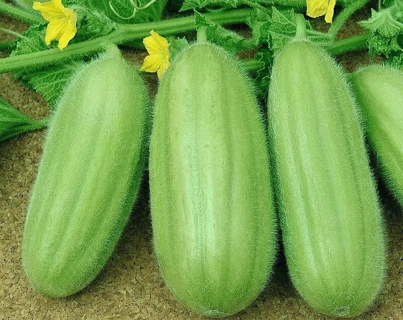 Free Images : fruit, food, produce, vegetable, cantaloupe, citron, cucurbita, ho