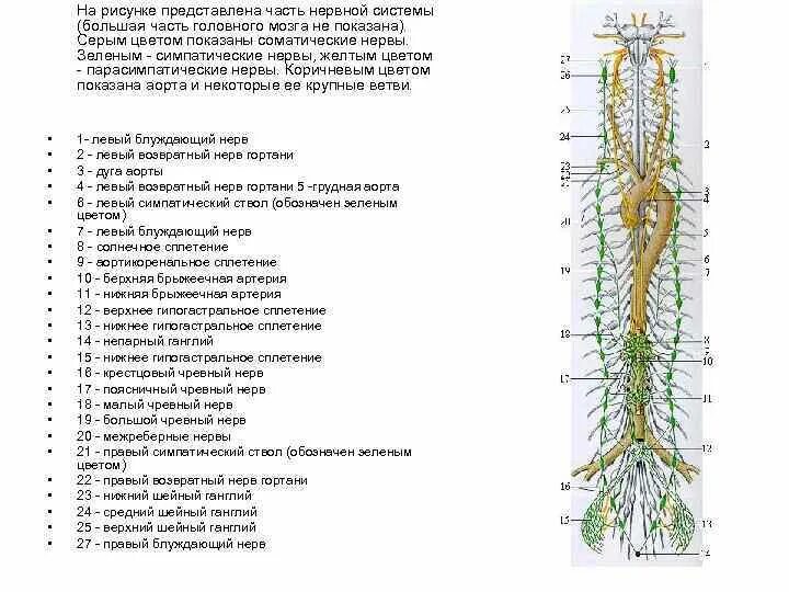 Пояснично-крестцовое сплетение нервные узлы. Солнечное сплетение нервные сплетения. Нервные сплетения человека схема расположения. Нервная система поясничное сплетение.