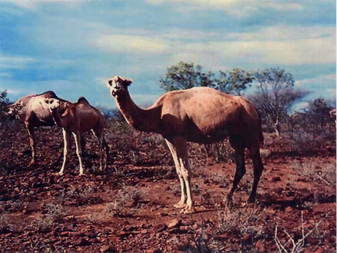 Camel f