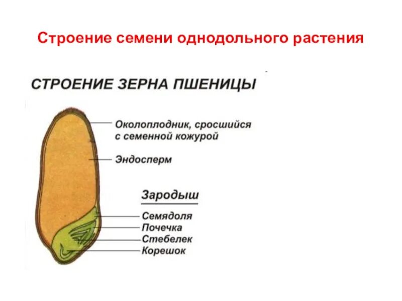 Строение семени однодольного растения. Строение однодольного семени пшеницы. Схема строения семени однодольного растения. Строение зародыша однодольных растений. Околоплодник подсолнечника