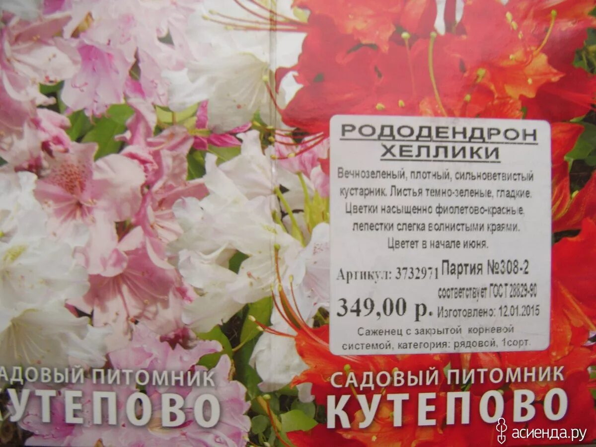 садовый центр на ул комдива орлова. рассада подворье. подворье интернет-магазин саженцев каталог 2023. подворье интернет магазин саженцев каталог на весну. пион травянистый belgravia.