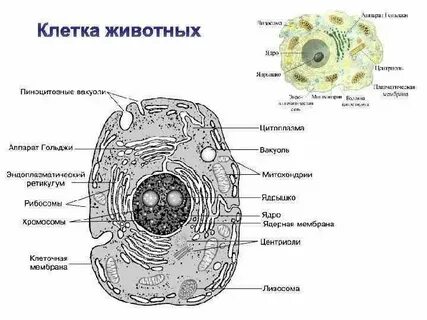 Вакуоли животной клетки
