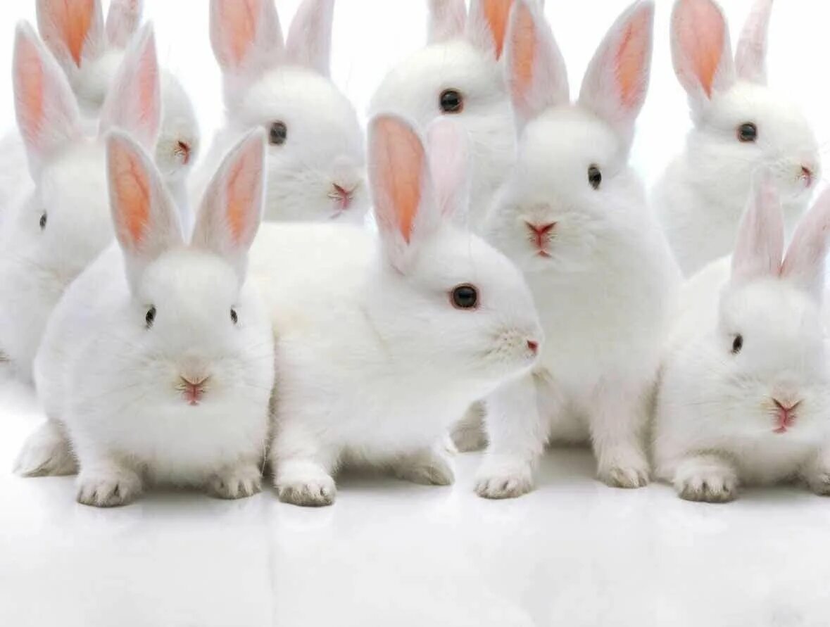 Много зайки. Белый кролик. Много зайчиков. Белый зайчик. Много кроликов.
