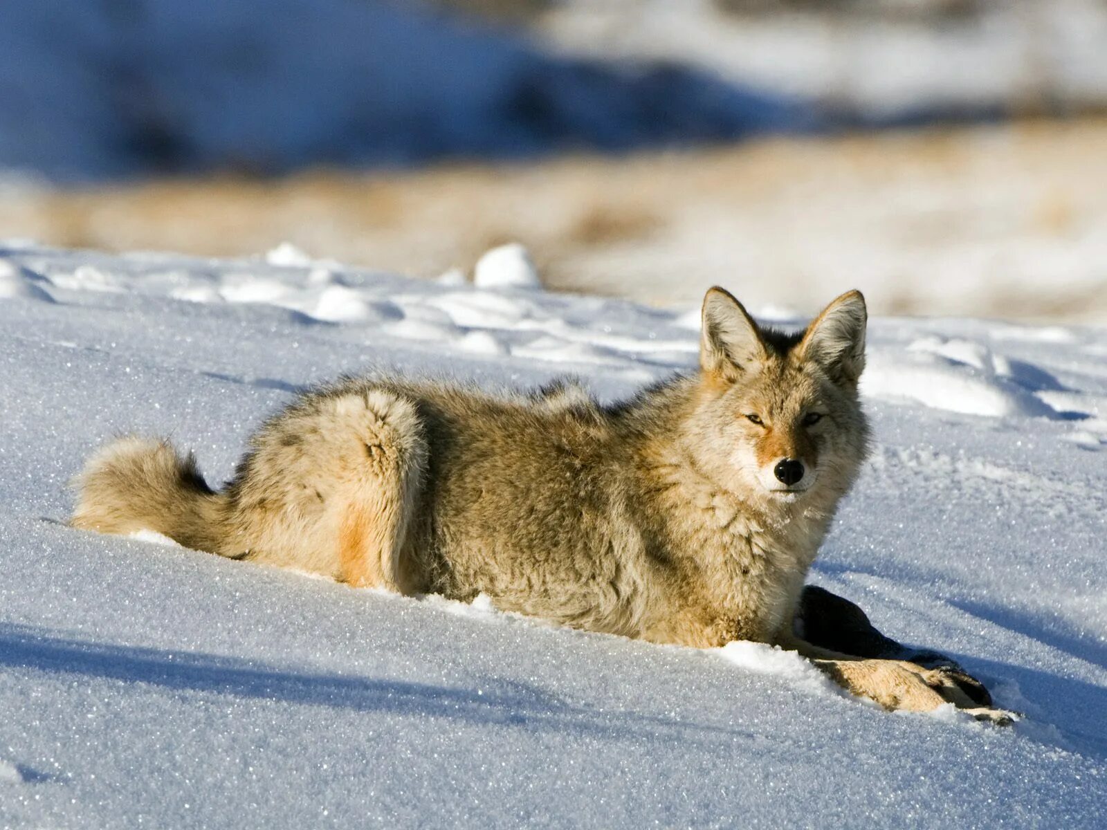 Четыре души койота. Тундровый волк. Животные зимой. Звери зимой. Волк в тундре.