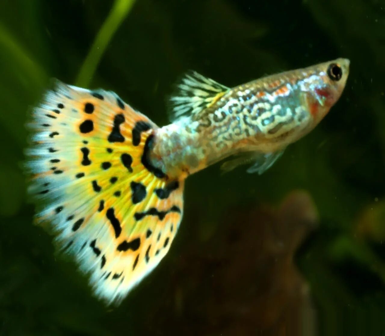 Гуппи зеленая кобра самец. Гуппи зеленая кобра. Гуппи красная кобра. Гуппи кобра. Гуппи зеленая кобра самец.