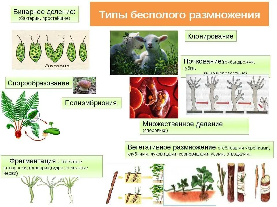 Схема способы бесполого размножения растений. Типы бесполого размножения растений. Бесполое размножение растений таблица. Бесполое размножение примеры организмов. Размножается путем деления