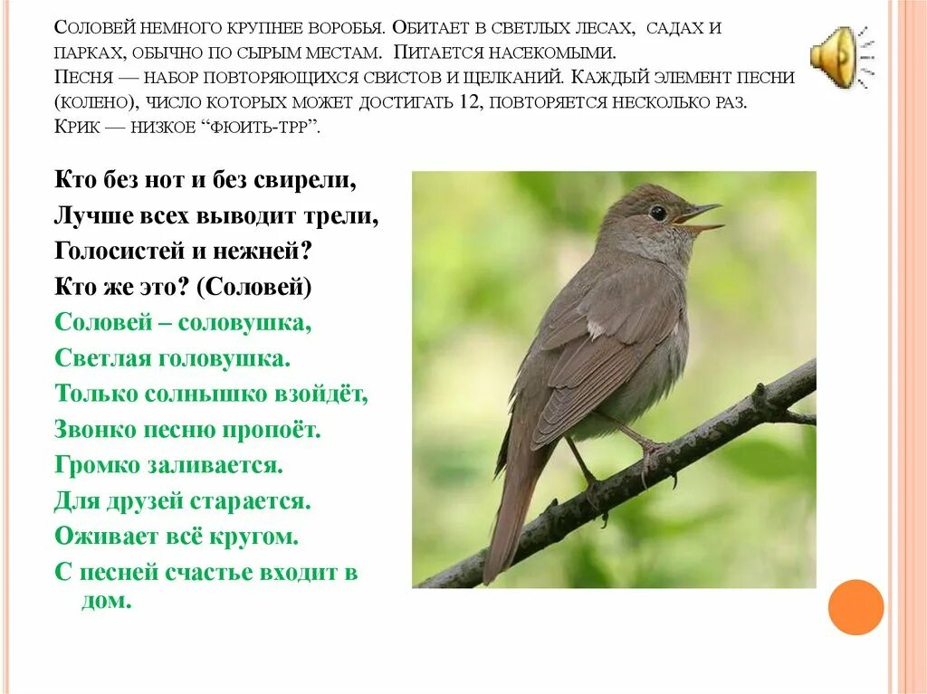 Песня жаворонки голосят над зеленой. Соловей. Соловей птица. Соловьи стих. Соловей для детей.